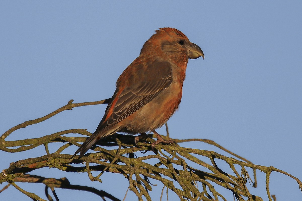 Parrot Crossbill - Peter Kennerley