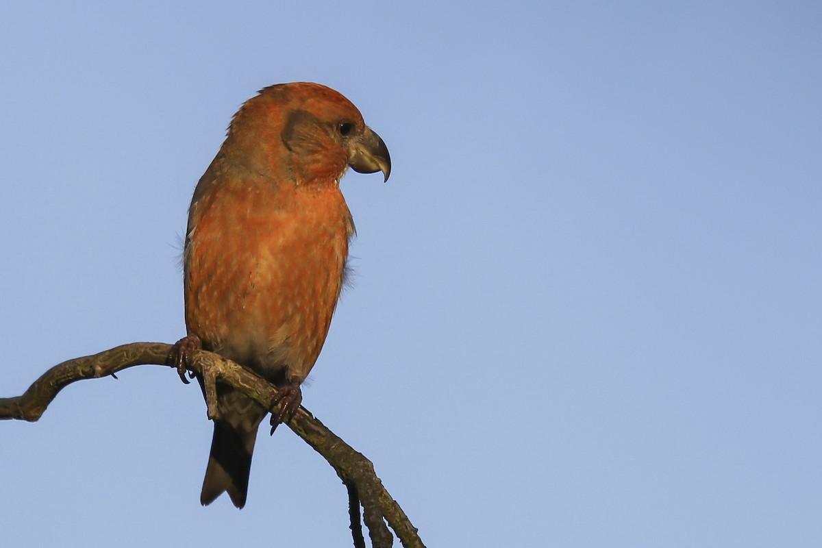 Parrot Crossbill - ML79457611