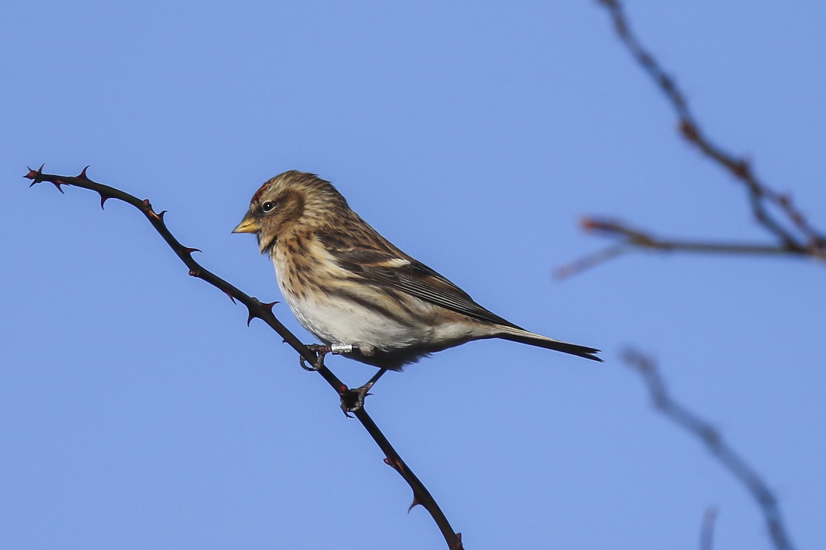 Lesser Redpoll - ML79458221