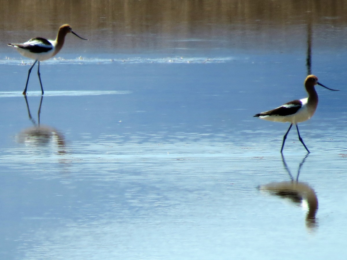 American Avocet - ML79459651