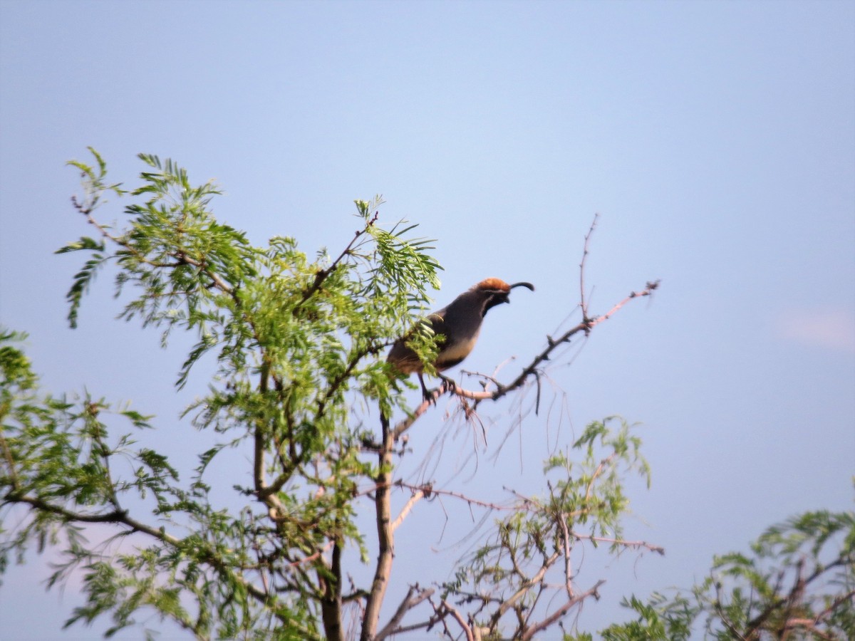 Gambel's Quail - ML79459901