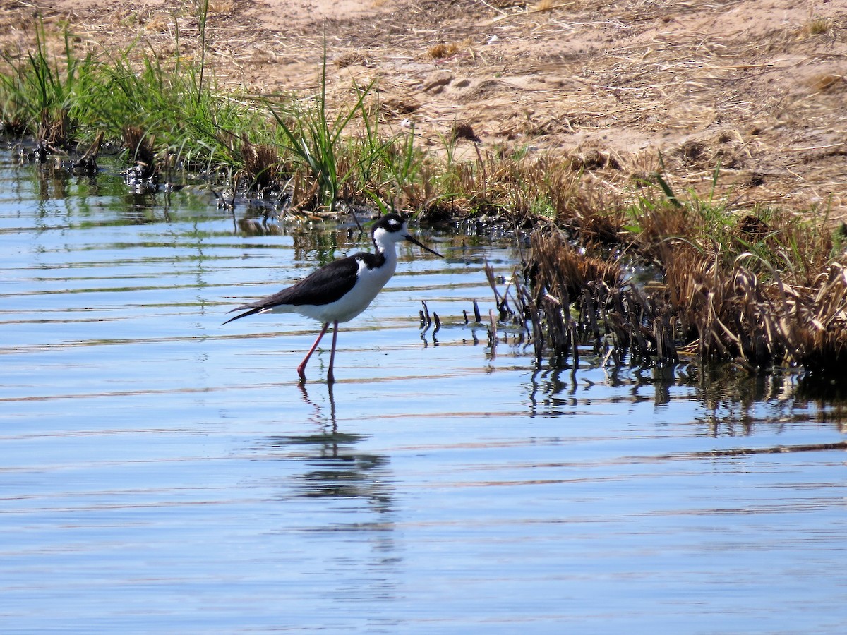Black-necked Stilt - ML79460071