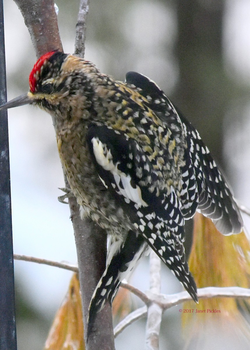 Yellow-bellied Sapsucker - ML79461021