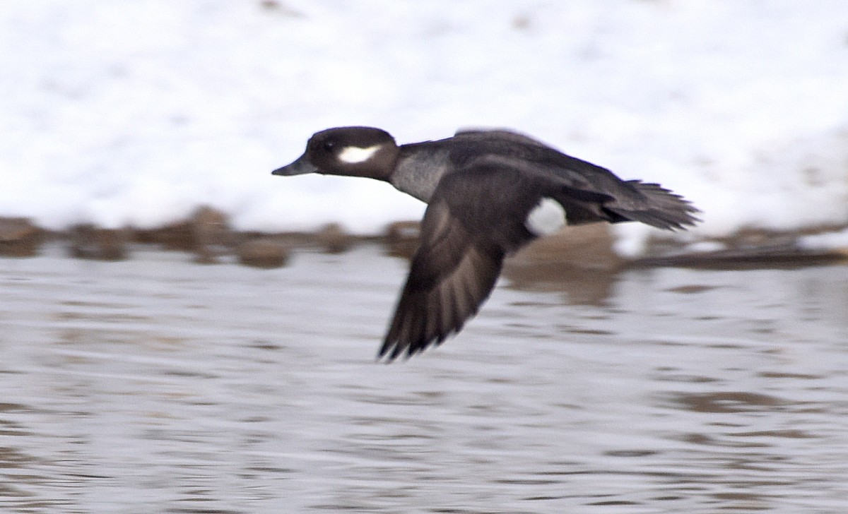 Bufflehead - ML79462321