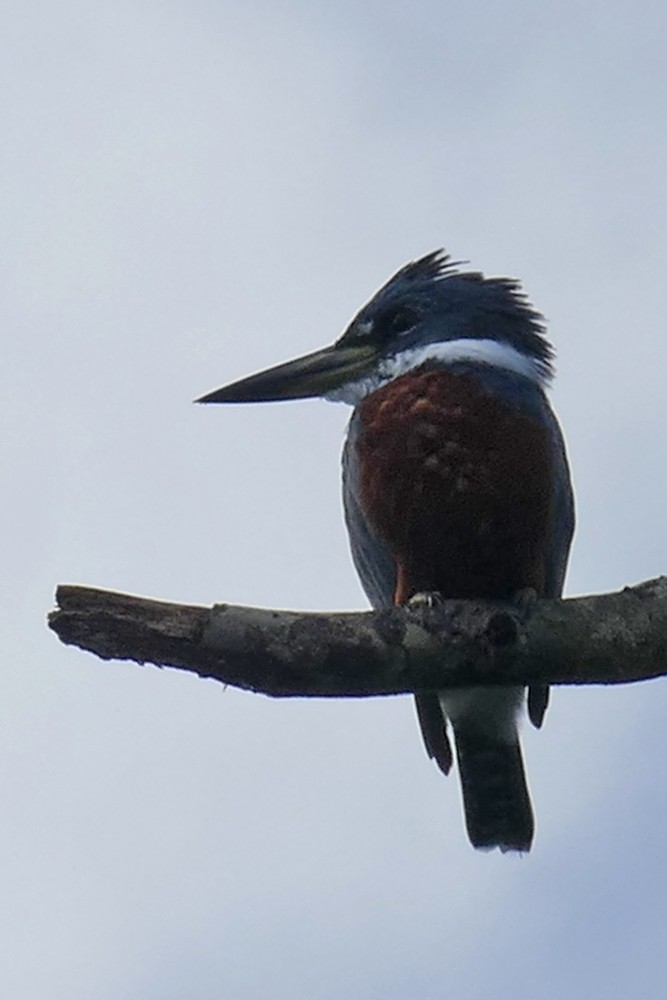 Ringed Kingfisher - ML79462451