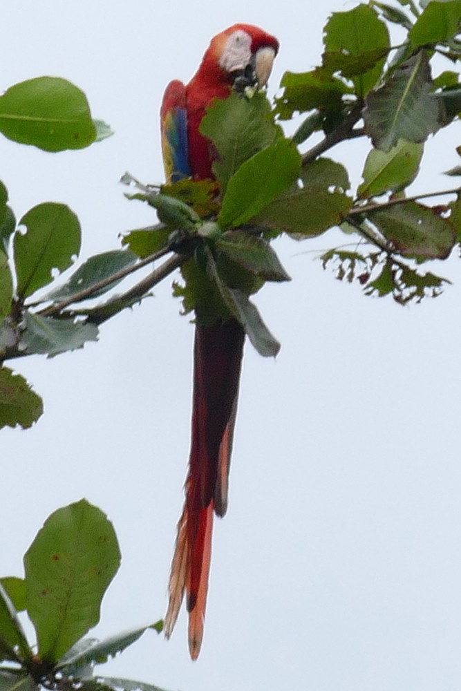 Scarlet Macaw - Krista Kaptein