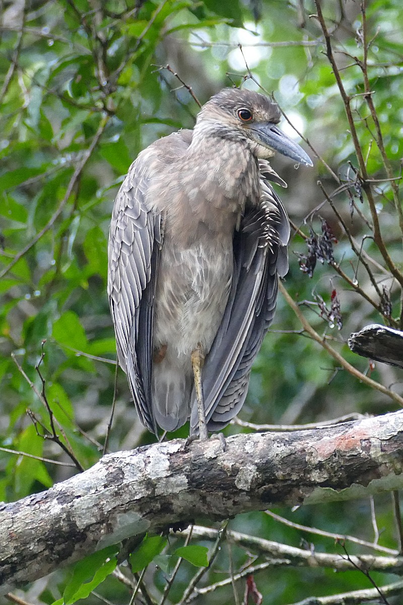 Yellow-crowned Night Heron - ML79463511