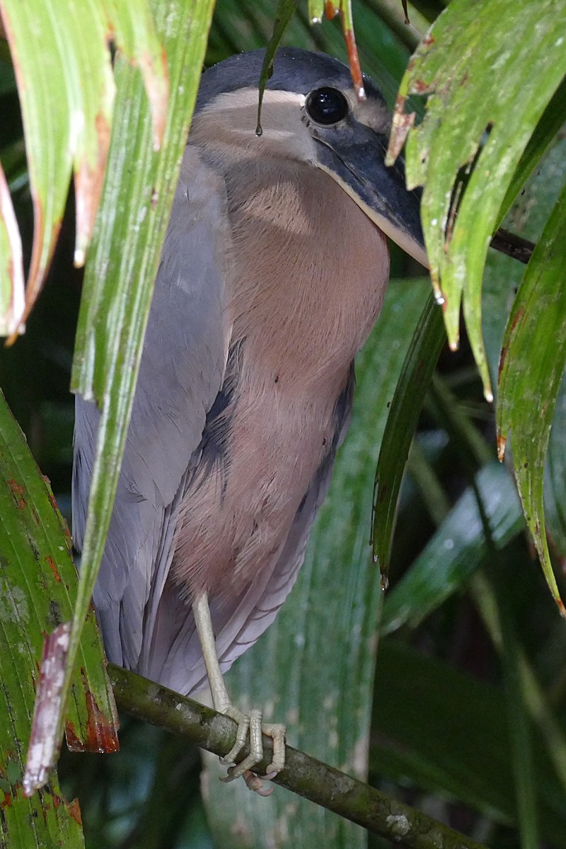 Boat-billed Heron - ML79463701