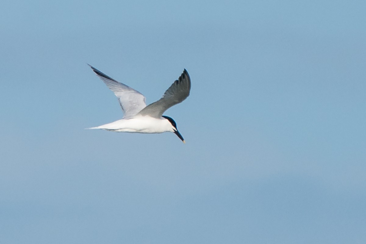 Sandwich Tern - Sue Barth