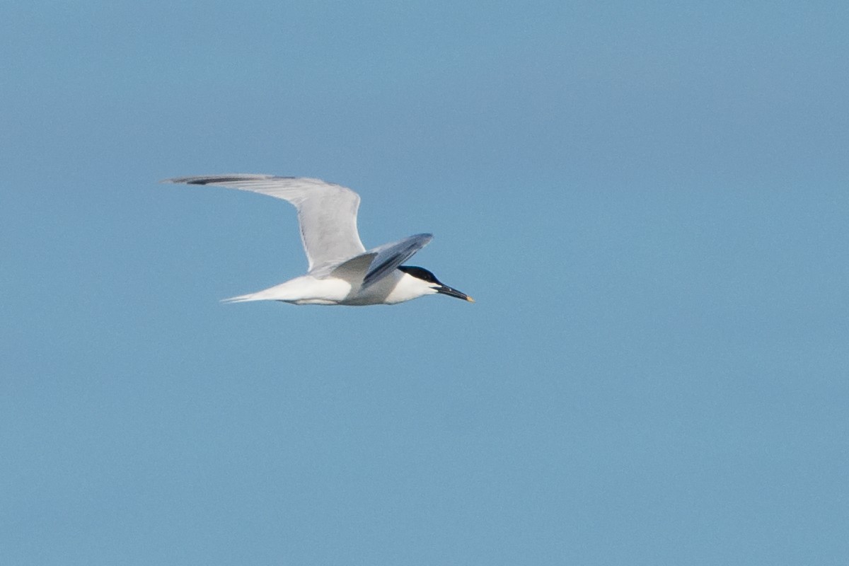 Sandwich Tern - Sue Barth