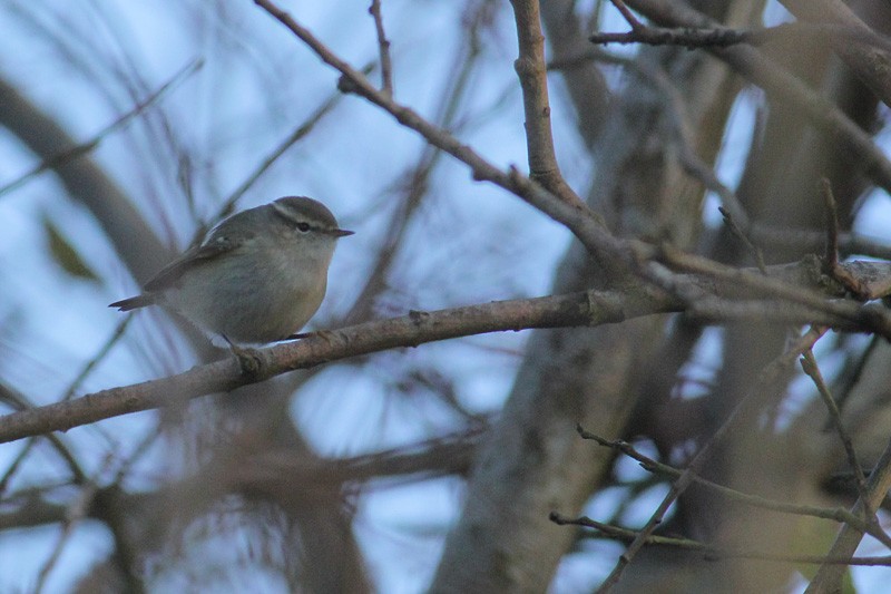 Hume's Warbler - ML79465331