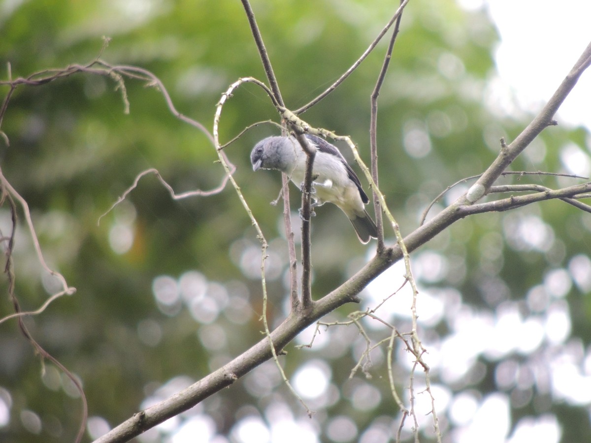 Plain-colored Tanager - ML79468241