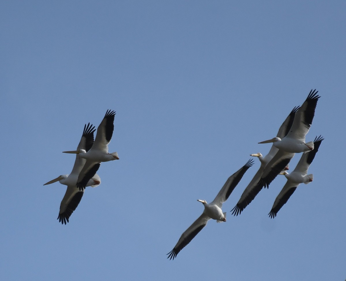 American White Pelican - Daniel Murphy