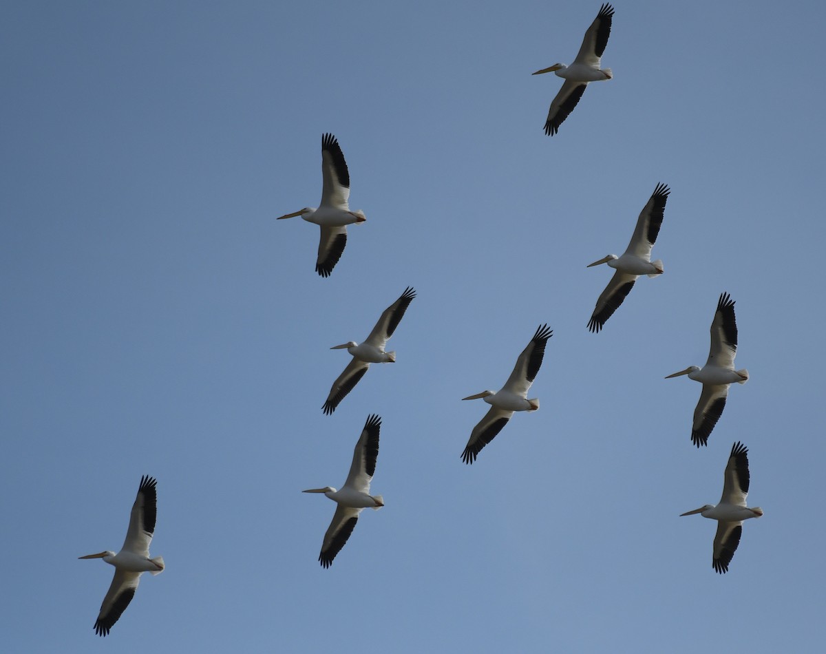 American White Pelican - ML79468811