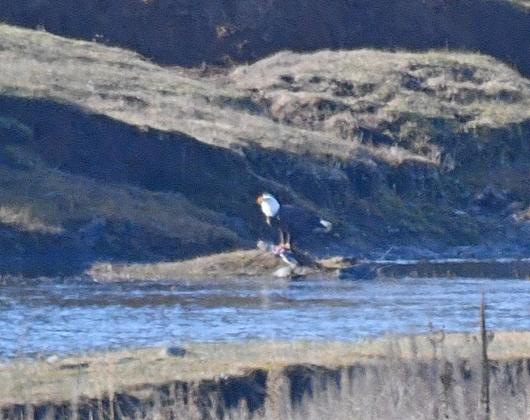 Pygargue à tête blanche - ML79469331