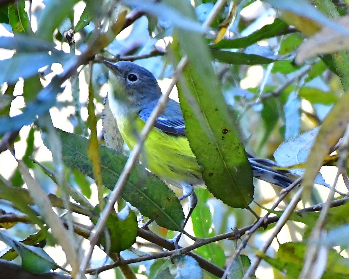 Magnolia Warbler - ML79472061