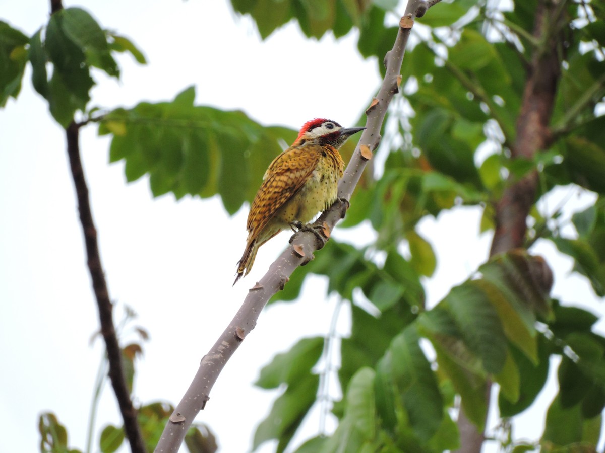 Spot-breasted Woodpecker - ML79472881