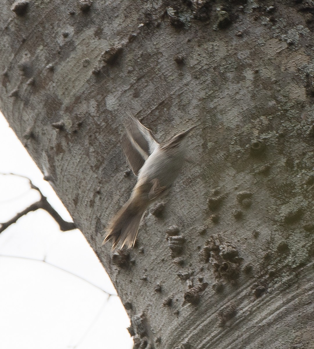 Brown Creeper - ML79476101
