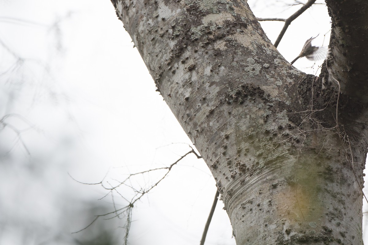 Brown Creeper - Sig Olsen