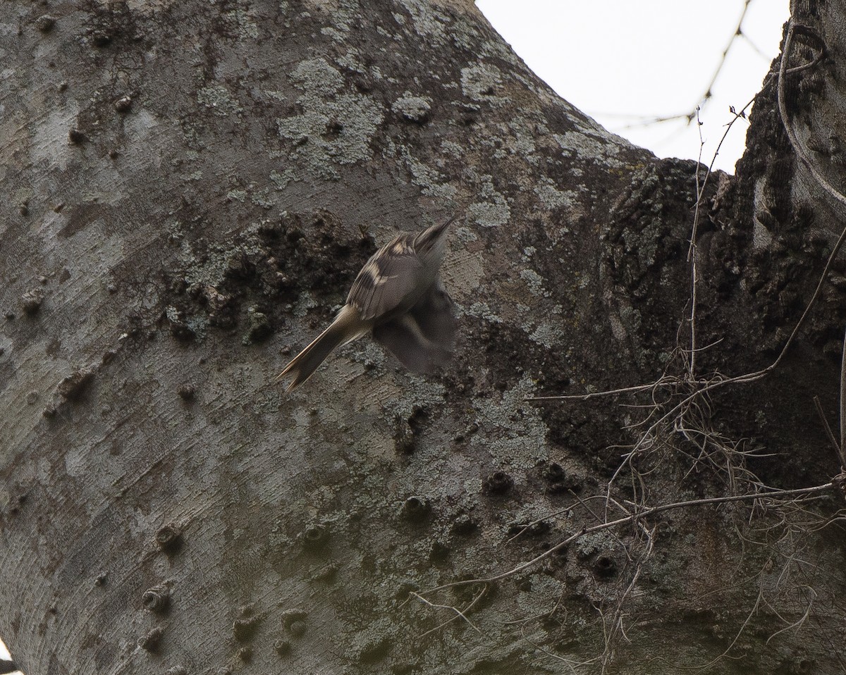 Brown Creeper - ML79476121