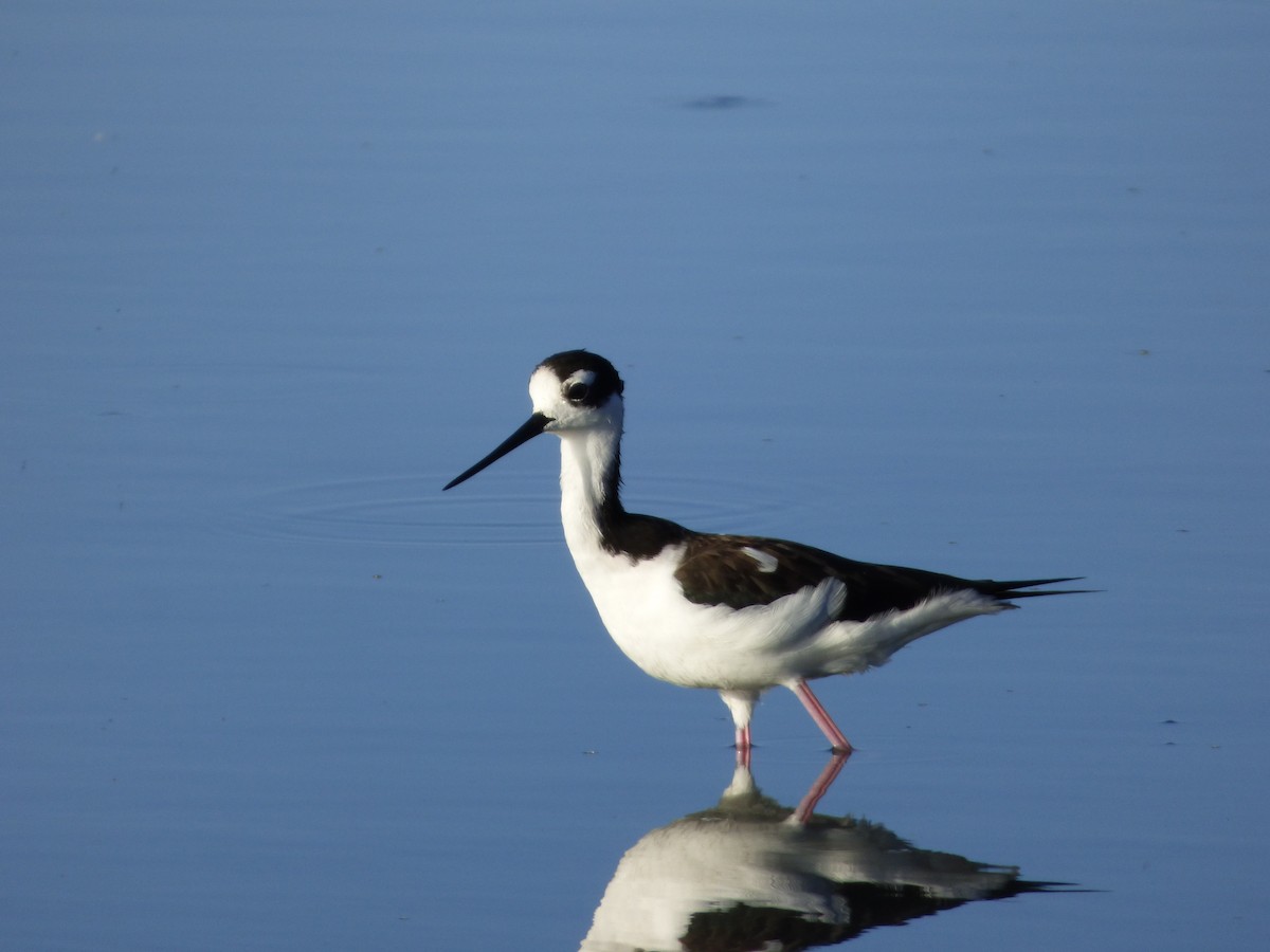 Black-necked Stilt - Mario Reyes Jr