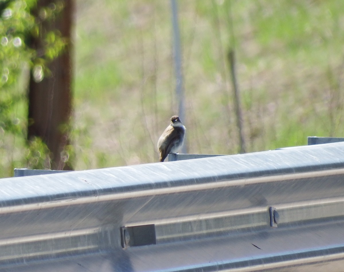 Eastern Phoebe - ML79479651