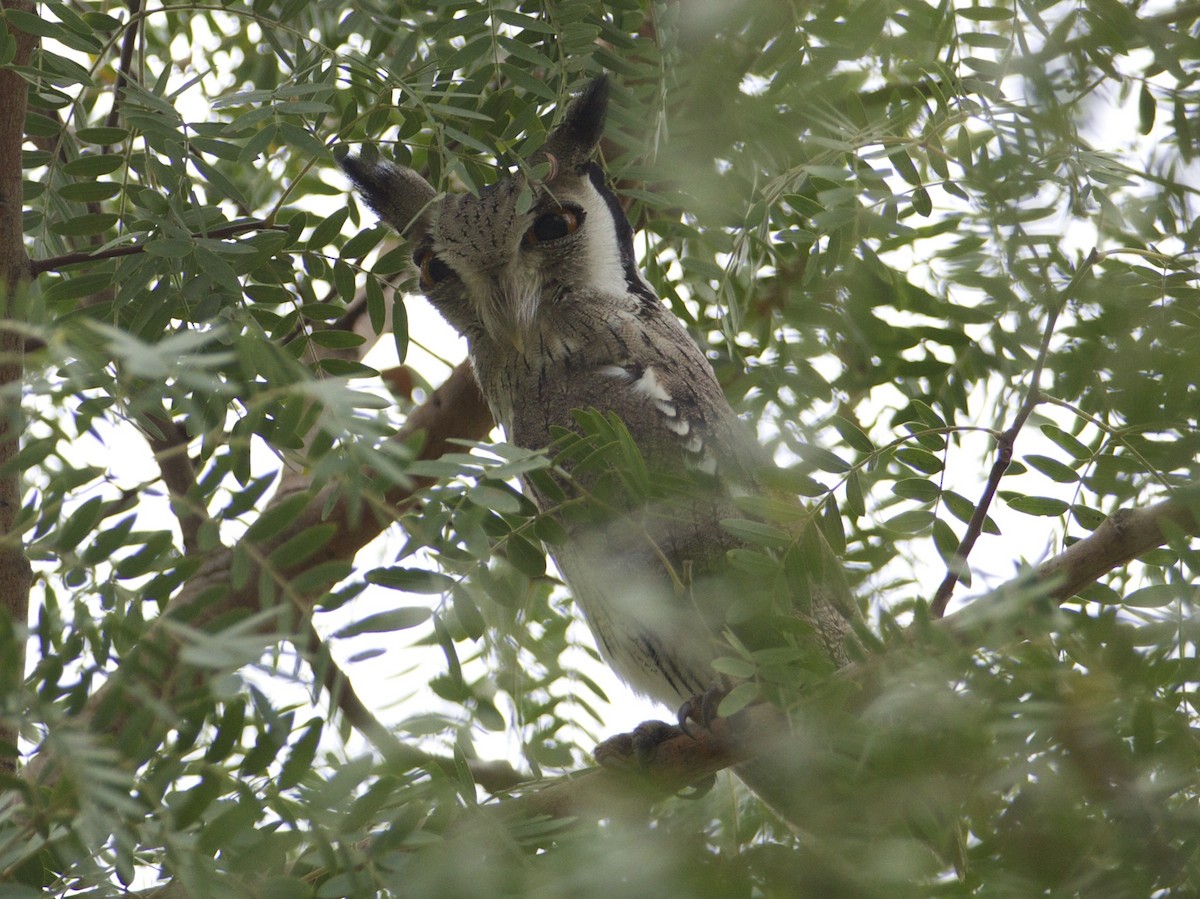 Northern White-faced Owl - Eric Barnes