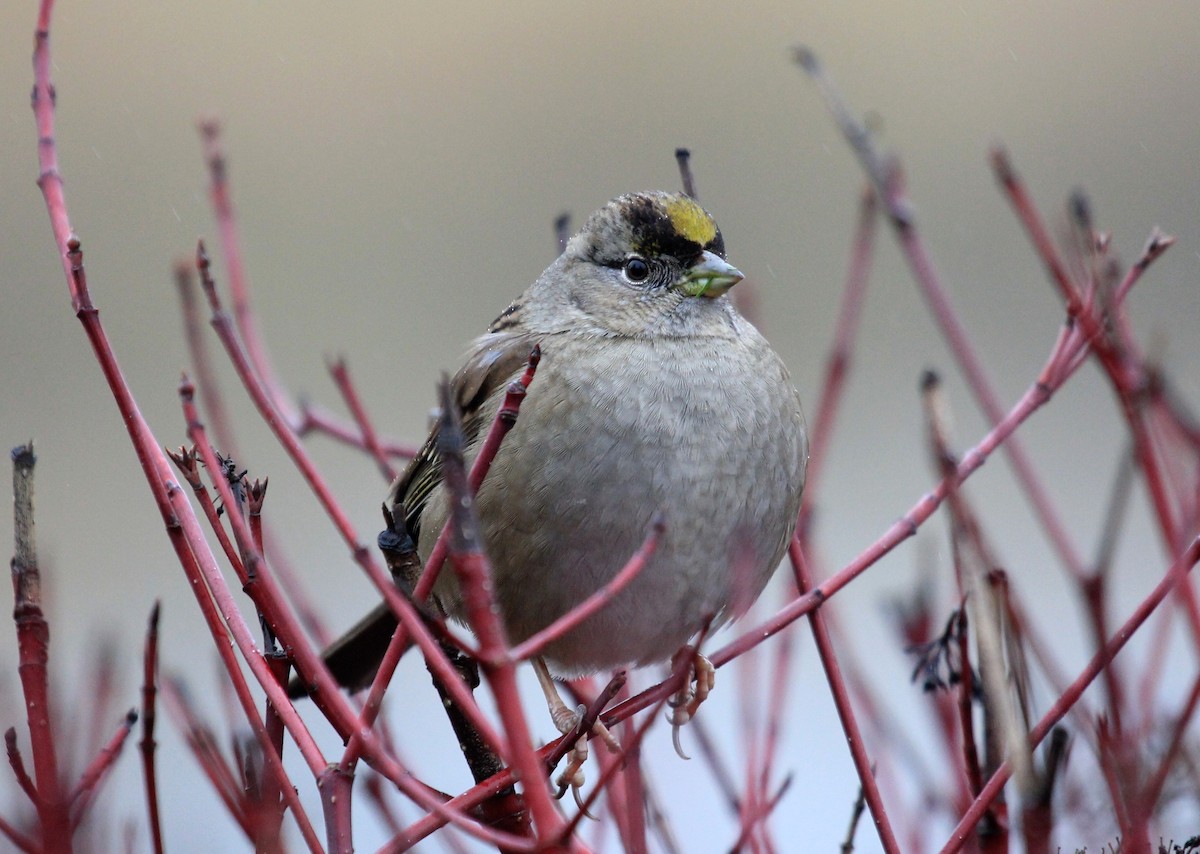 Golden-crowned Sparrow - Nels Nelson