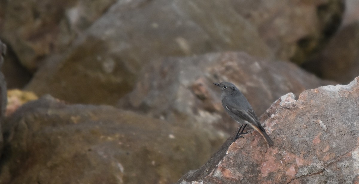 Black Redstart - ML79480611