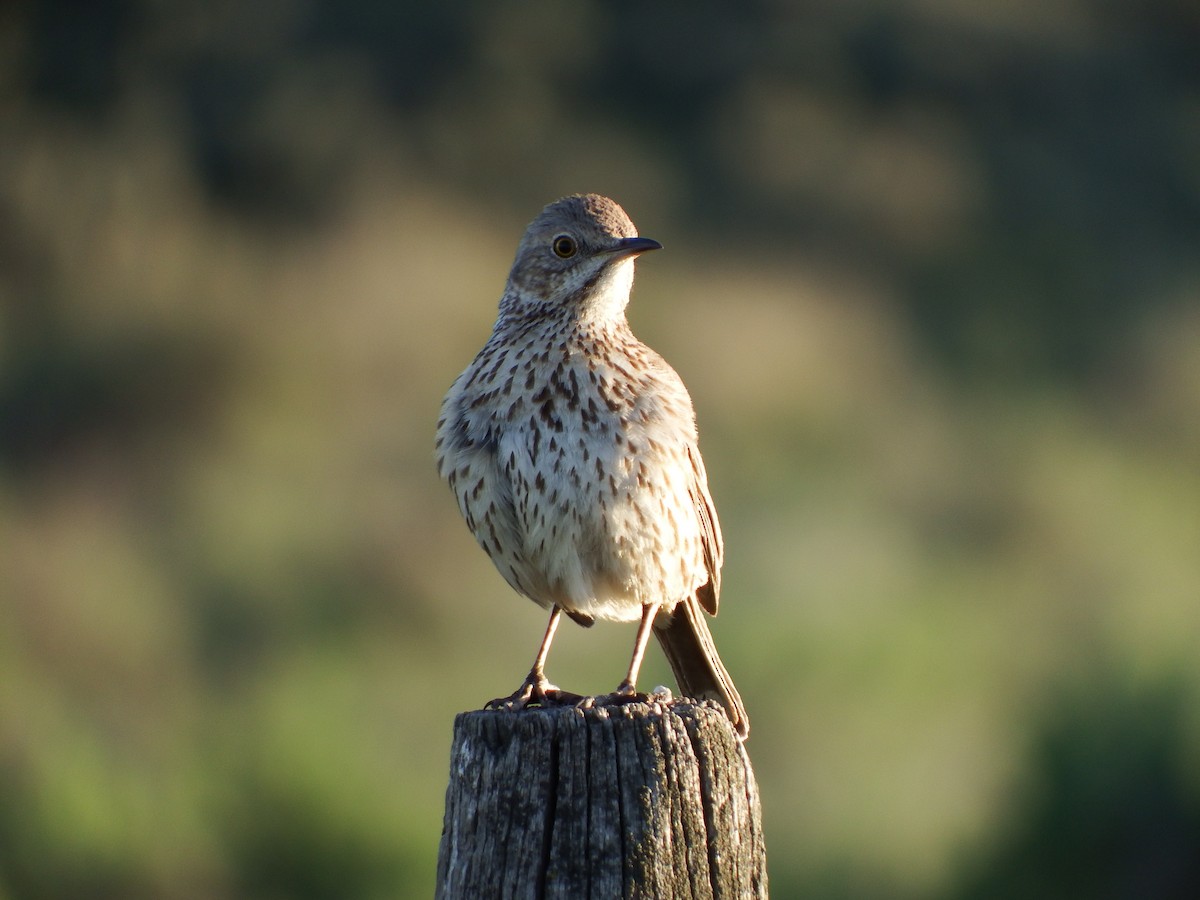 Sage Thrasher - ML79480721