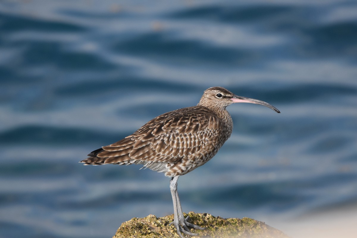 Whimbrel - ML79480731