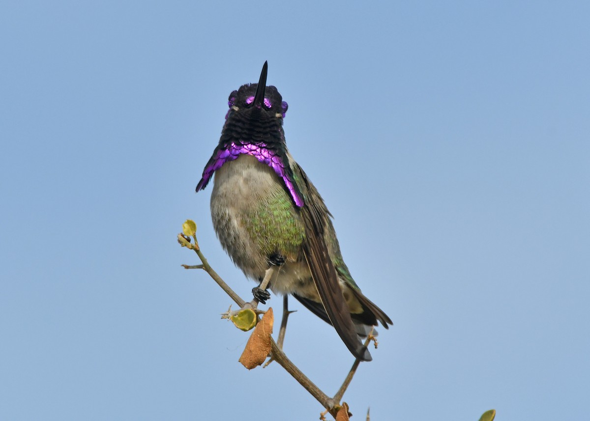 Costa's Hummingbird - ML79480871