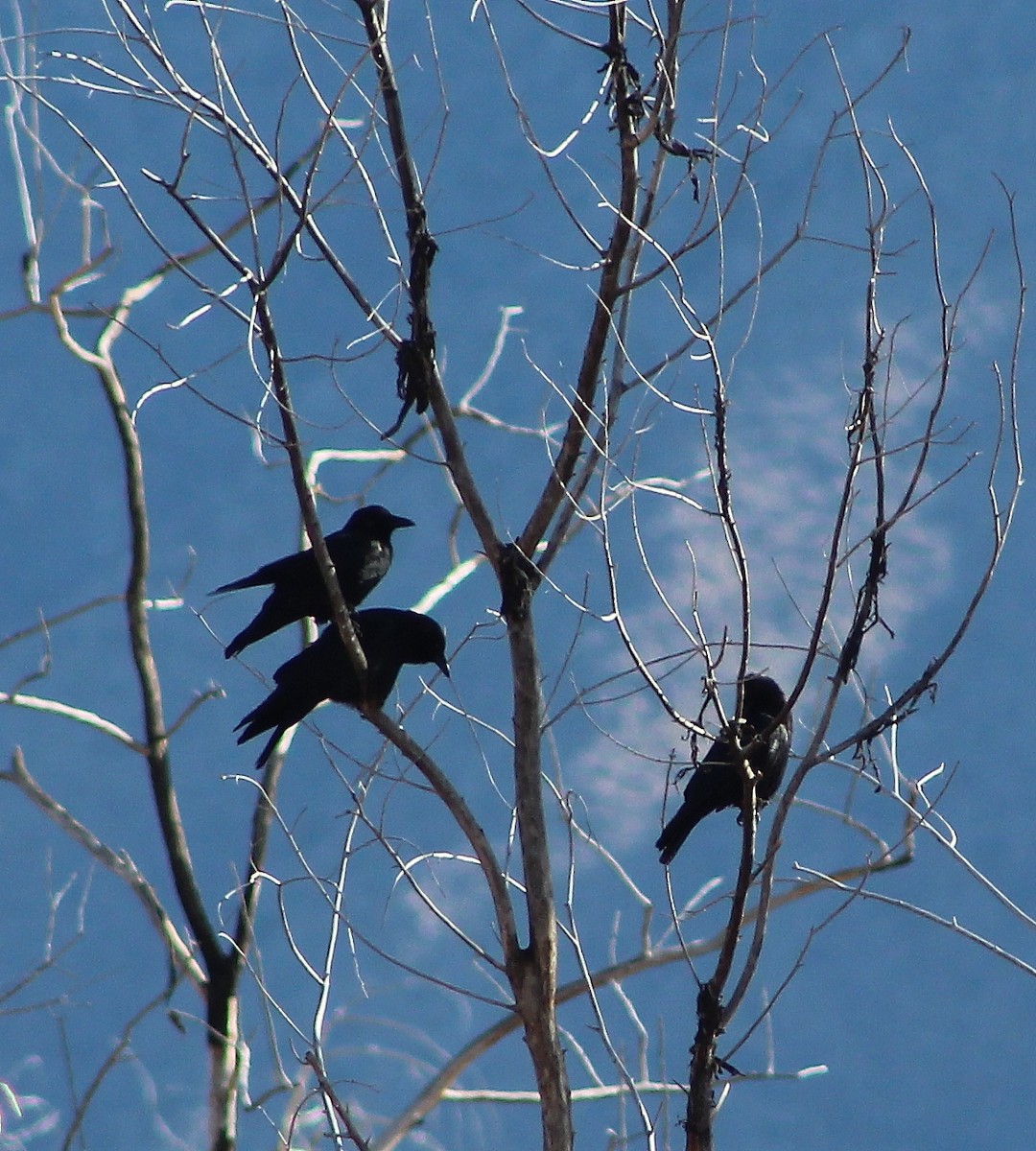 American Crow - alison rodgers