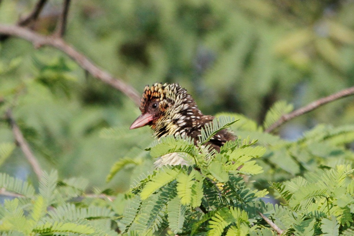 D'Arnaud's Barbet - ML79484221