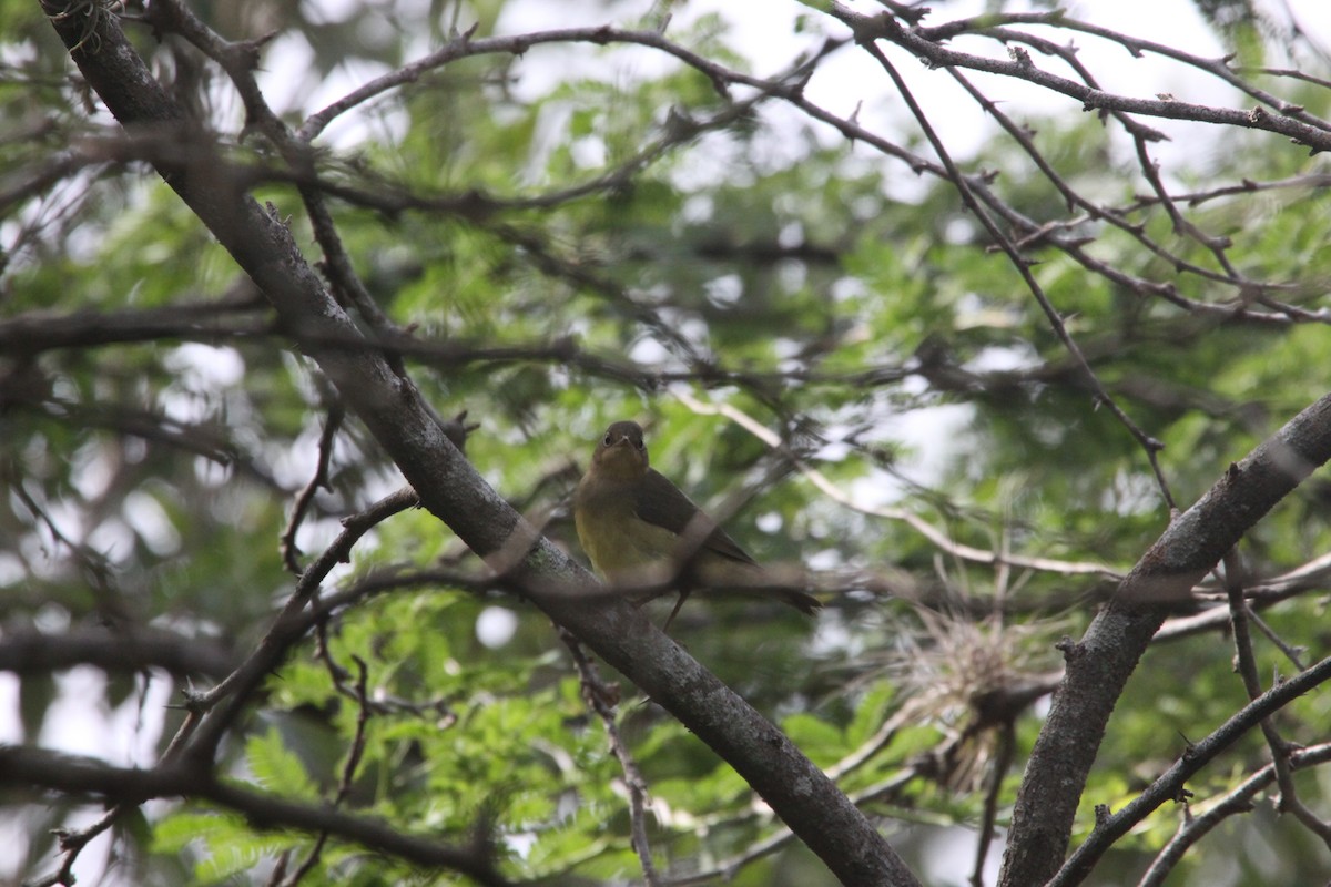 Connecticut Warbler - ML79485171