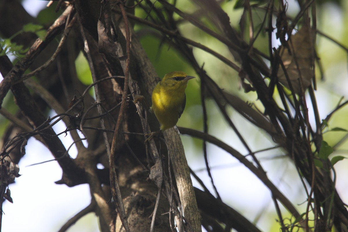 Blue-winged Warbler - ML79486001