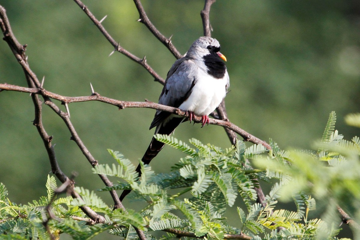 Namaqua Dove - ML79486061