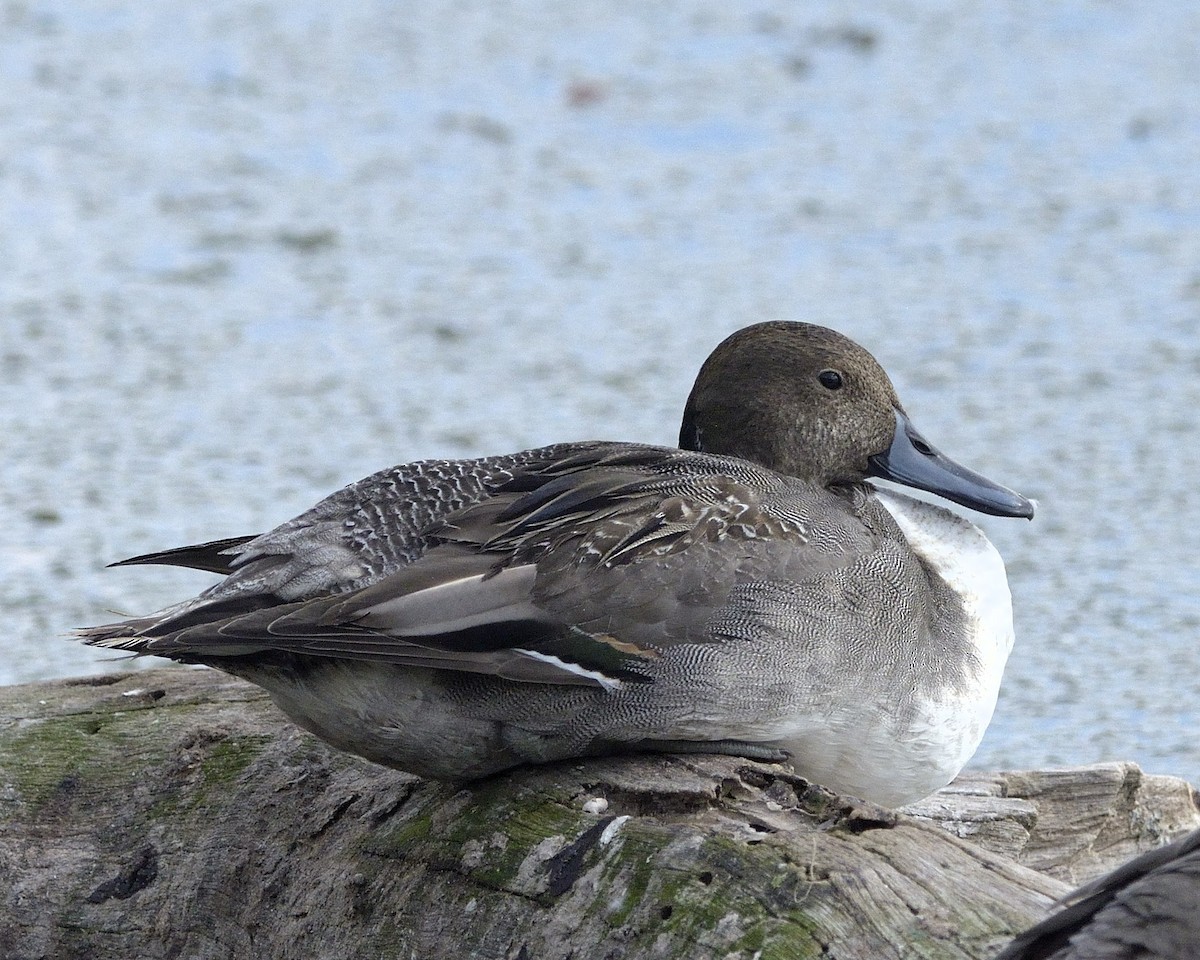 Northern Pintail - Heather Pickard