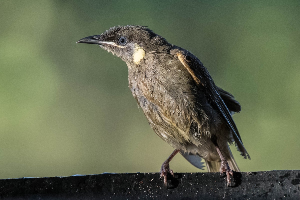 Lewin's Honeyeater - ML79486651