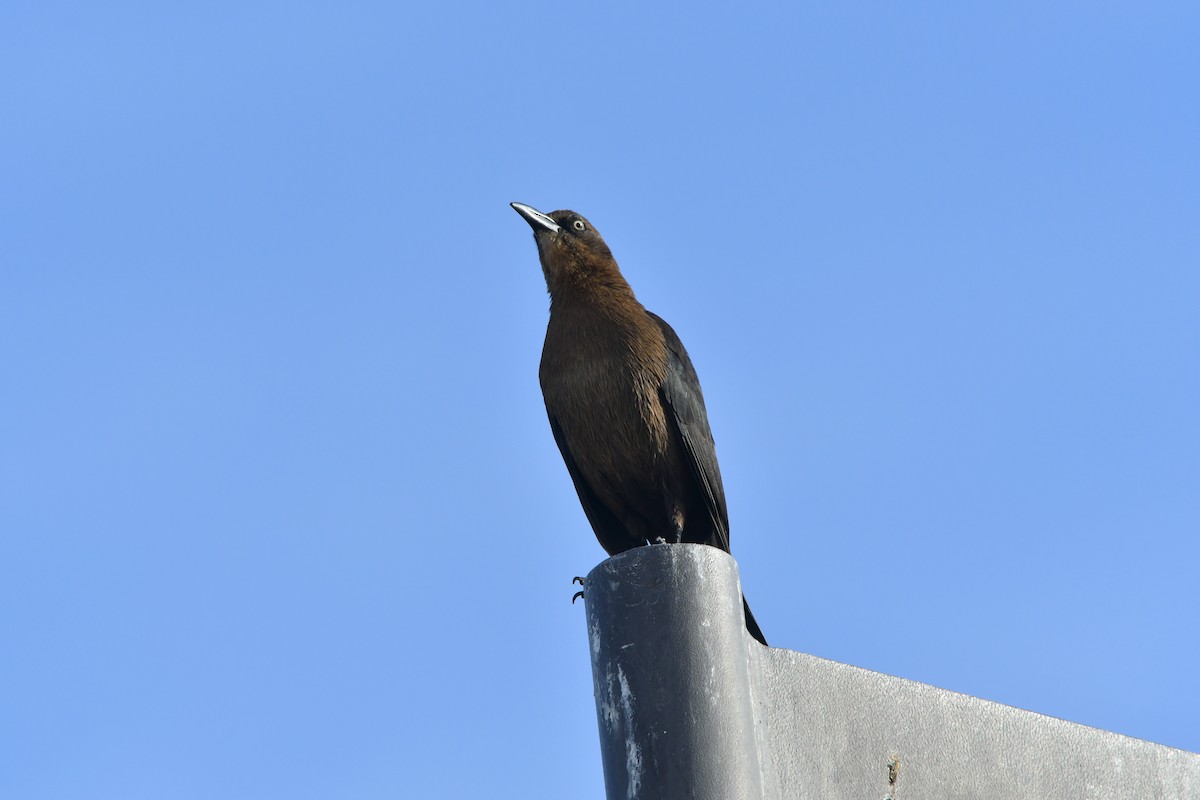 Great-tailed Grackle - ML79487971