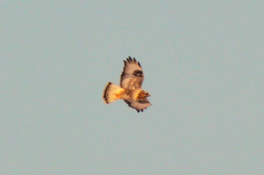 Rough-legged Hawk - ML79488671