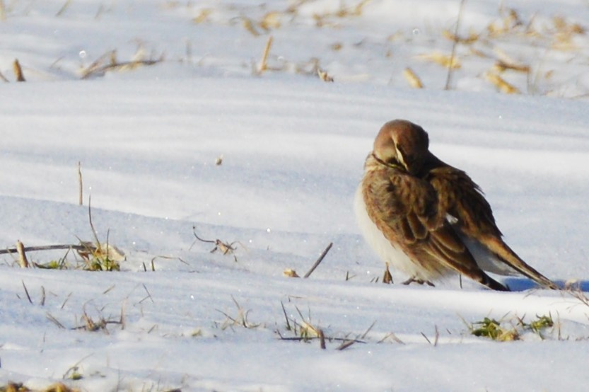 Horned Lark - ML79488831