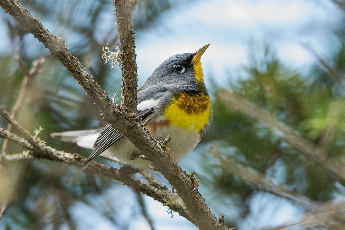 Northern Parula - Sue Barth