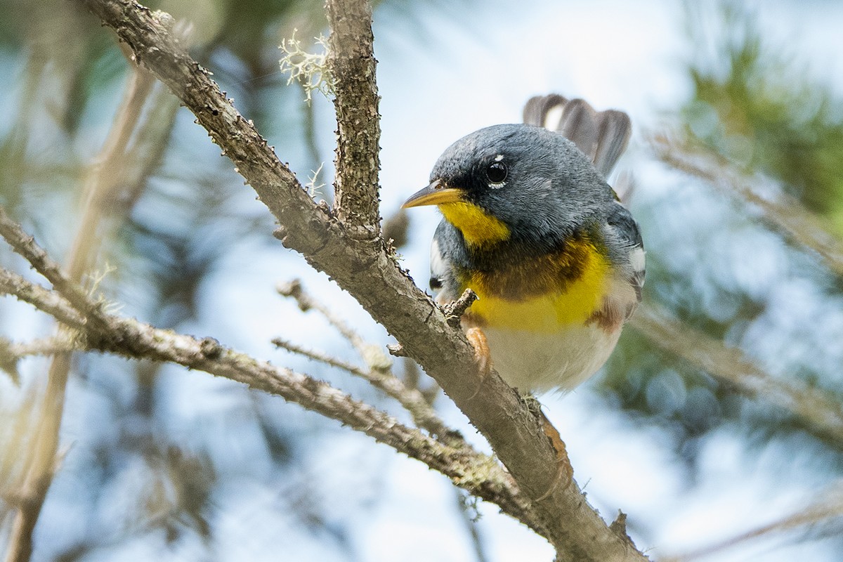 Northern Parula - ML79489081