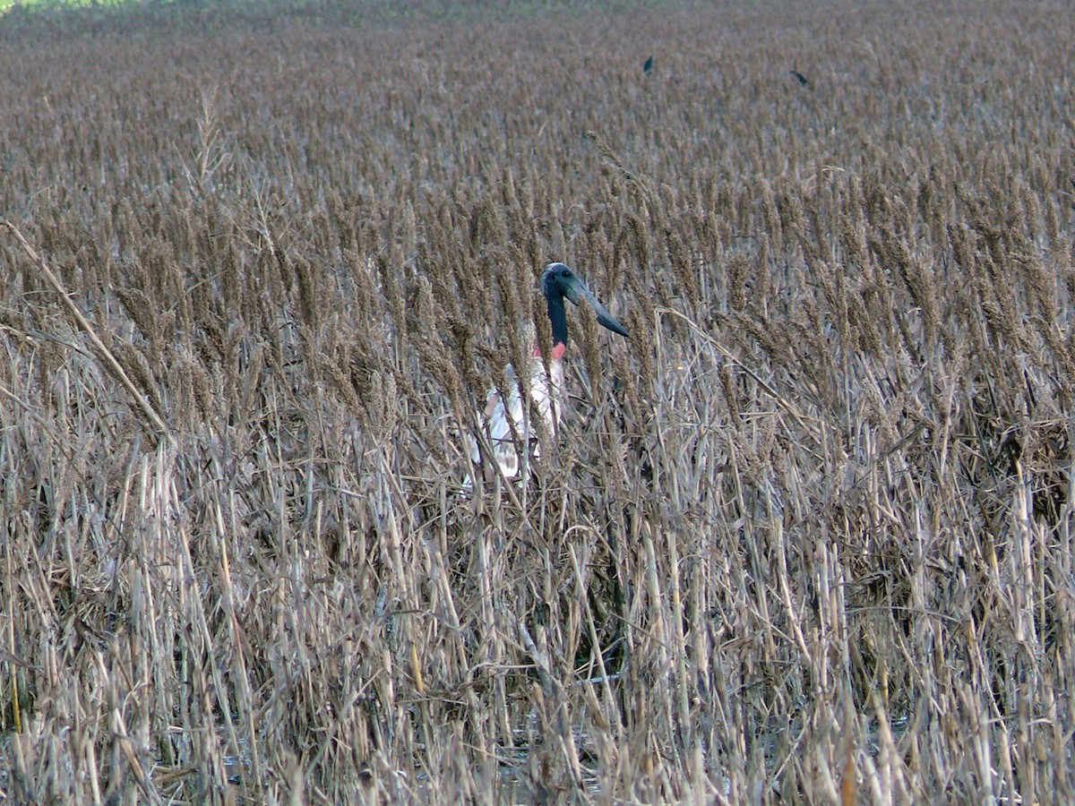 Jabiru - ML79489671