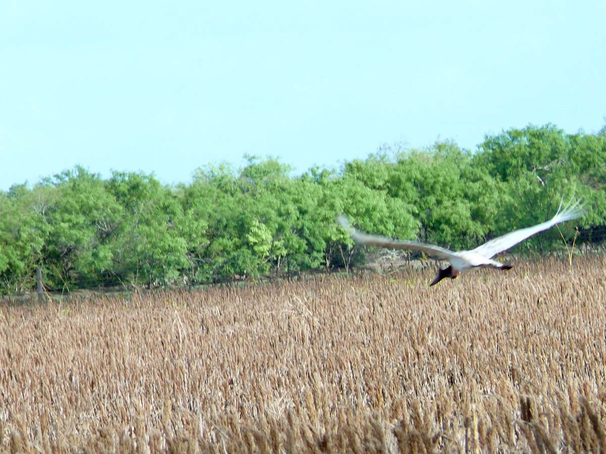 Jabiru d'Amérique - ML79489721