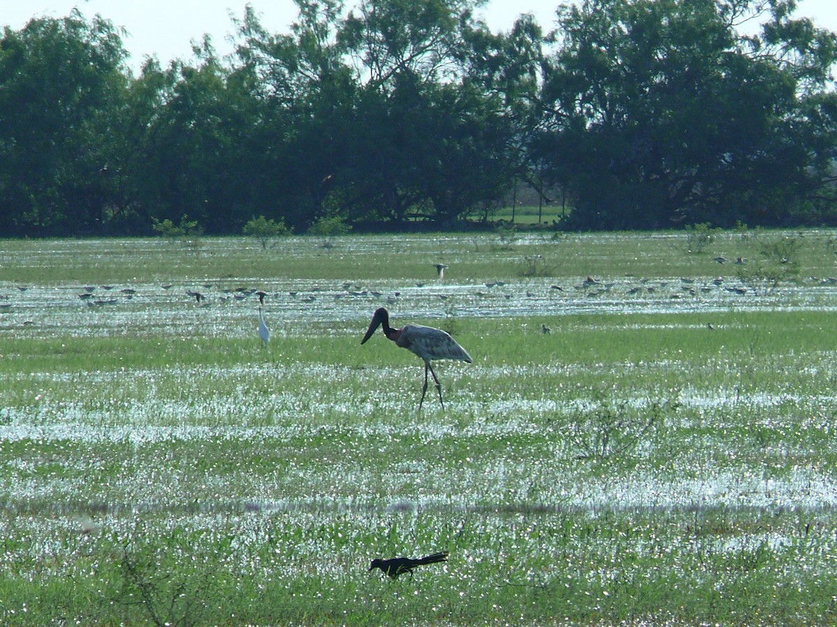 Jabiru - ML79489741