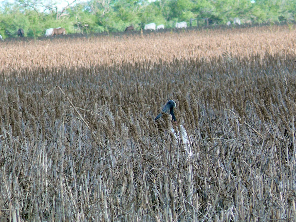 Jabiru - ML79489781