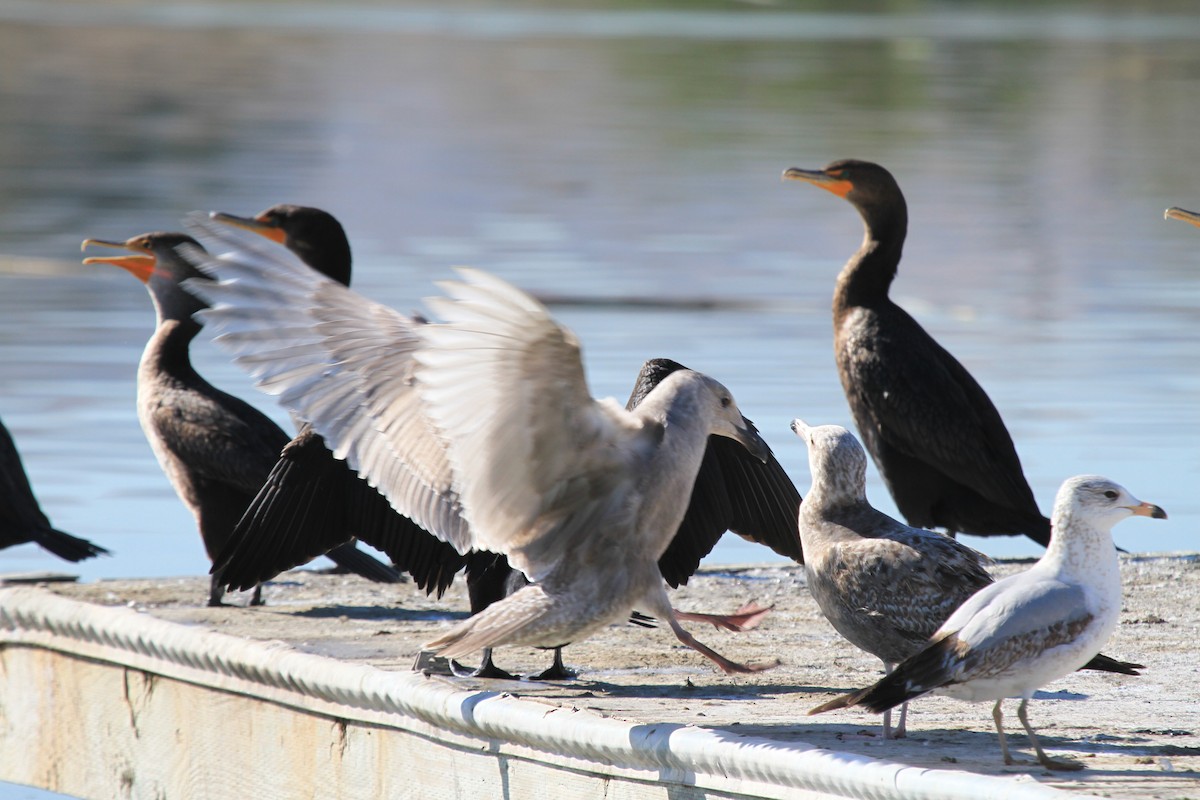 Glaucous-winged Gull - ML79490291