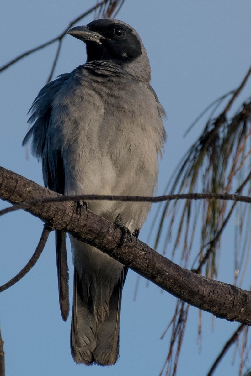 Black-faced Cuckooshrike - ML79490481